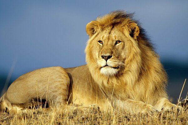 Il leone aggraziato guarda in lontananza