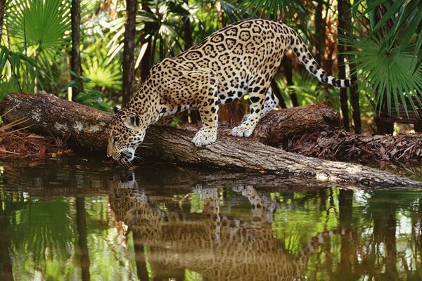 Jaguar at a watering hole in the jungle