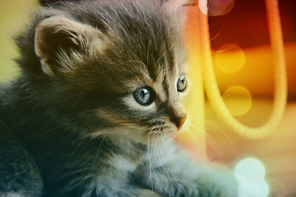 Mały kotek w niebieskich oczach