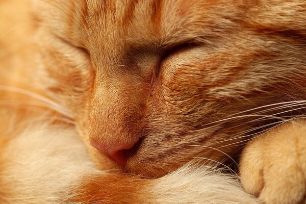 Рыжий кот сладко спит