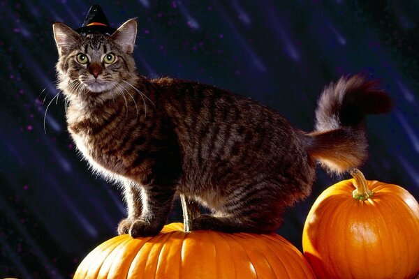 Maine Coon en una gran calabaza amarilla