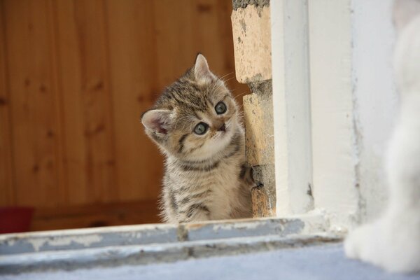 A little kitten peeps around the corner