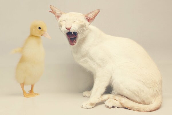 The cat stunned the yellow duckling