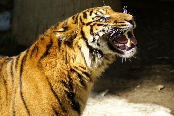 Ein anmutiger knurrender Tiger zeigt das Grinsen seiner Eckzähne