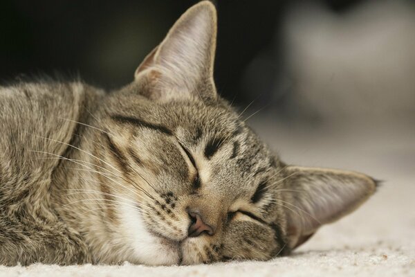 Sleeping on the carpet of a miliy cat