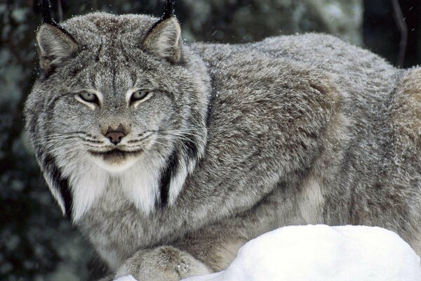 Grauer Luchs im Winter im Wald