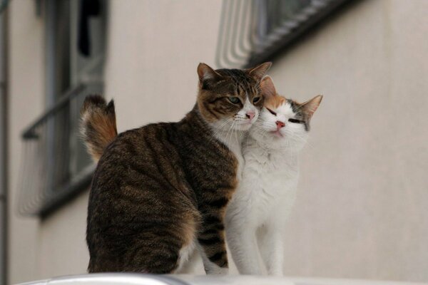 Amor callejero pareja de gatos