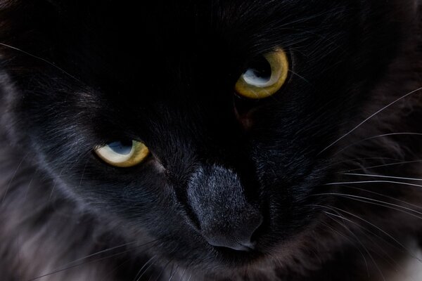 Potężny wygląd czarnego kota