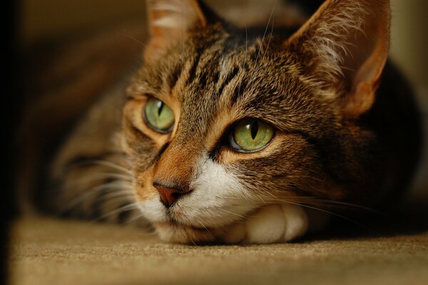 Le chat gèle et regarde