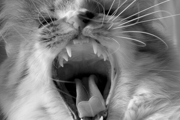 Die Katze hat Zunge Schnurrbart Zähne Zähne in schwarz und weiß