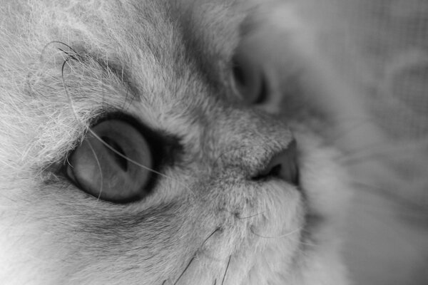 Photo du regard d un chaton avec de grands yeux