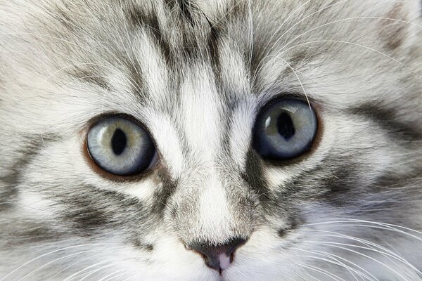 Blue-eyed miracle ash gray fluffy looks right into your eyes