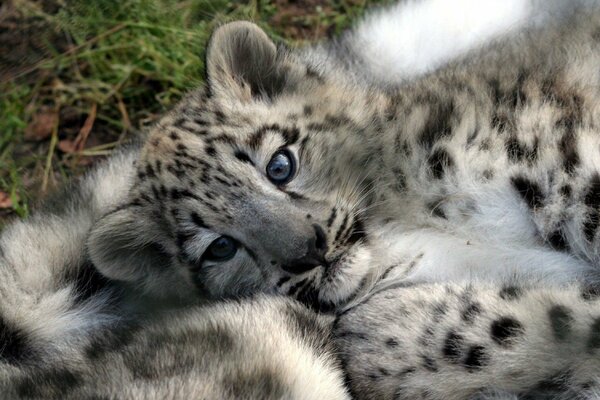 Lindo pequeño leopardo en la hierba