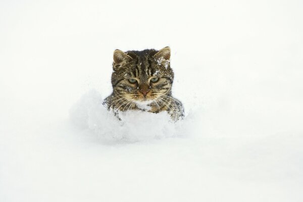 Eine schöne Katze badet in einer Schneewehe