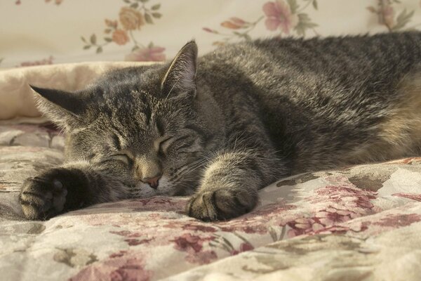 Sonno profondo del gatto sulla coperta