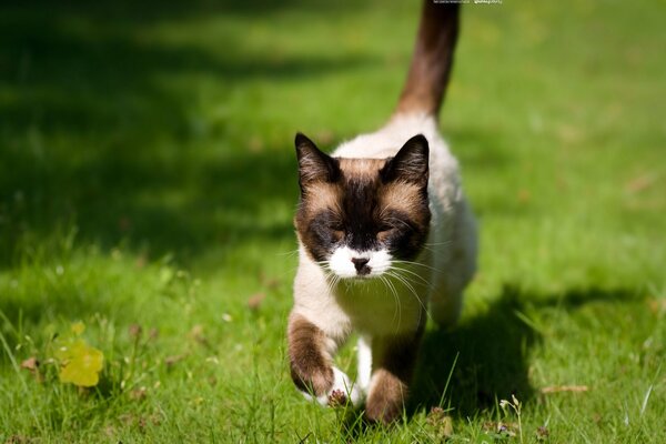 A cat running on the green grass on a sunny day