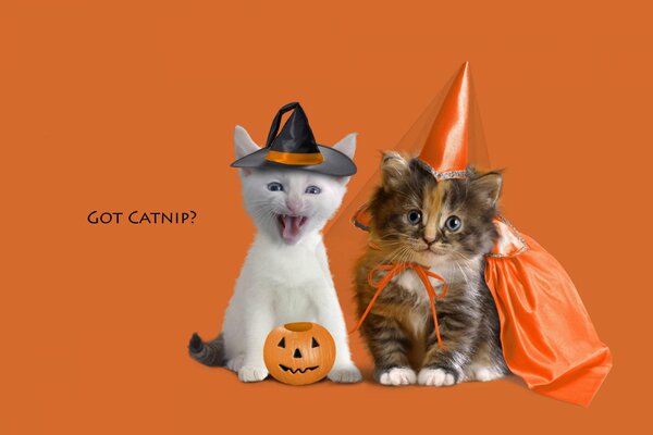 Chatons mignons rencontrent Halloween