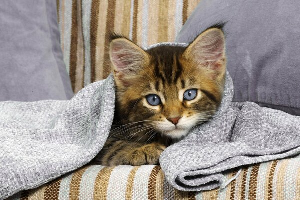 Chaton aux yeux bleus sous la couverture