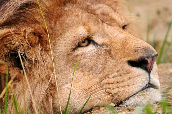 Un leone triste giace a terra