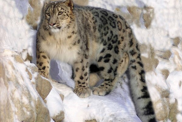 Chat sauvage sur le rocher