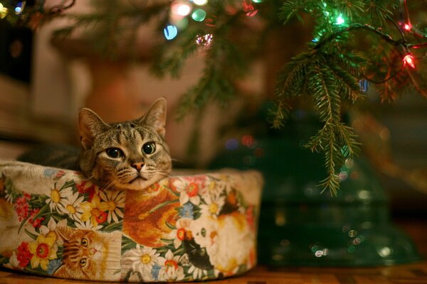 Chat sur l oreiller près de la guirlande de Noël