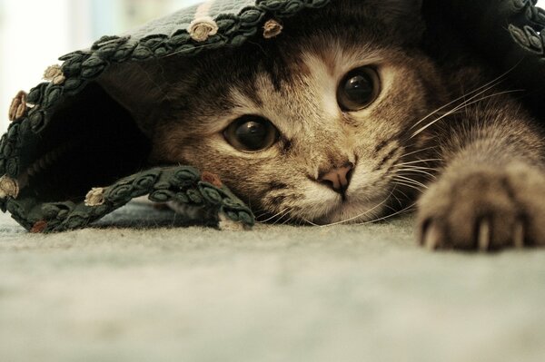 Le chaton se cacha sous le tapis et tendit sa patte