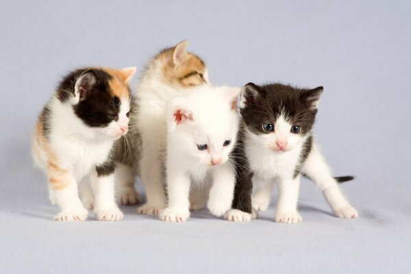 Ritratto di quattro gattini