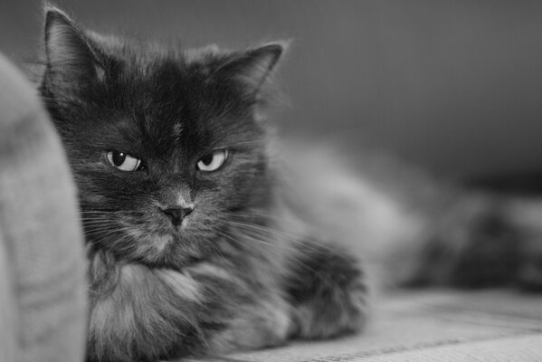 Fotografía en blanco y negro de un gato acostado