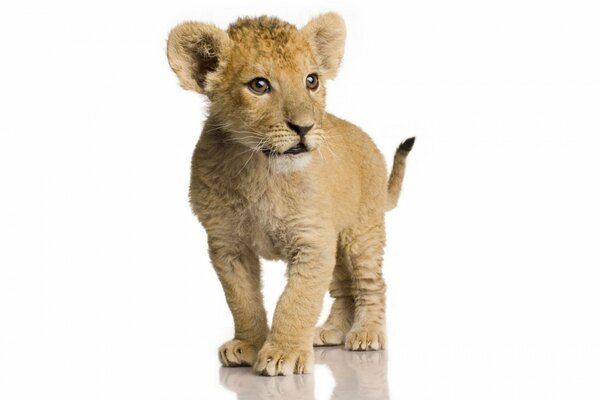 The lion cub stands on a white background