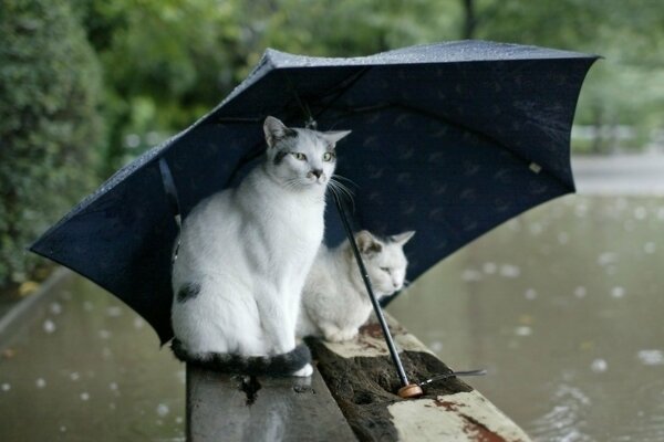 Two cats sitting under an umbrella