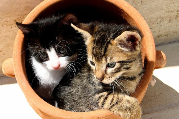 Dos pequeños gatitos en una olla de barro