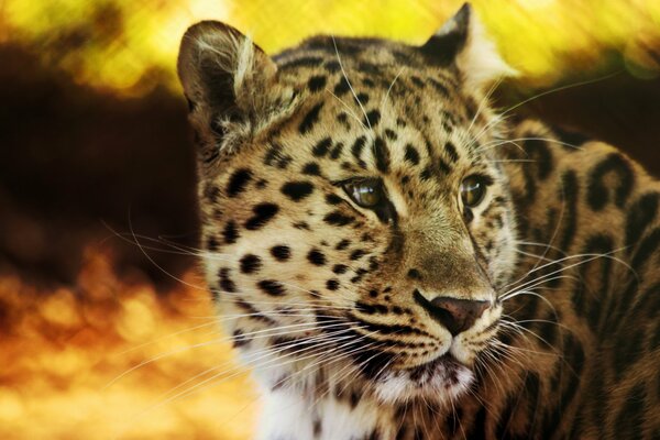 Le chat léopard tacheté regarde de près au loin