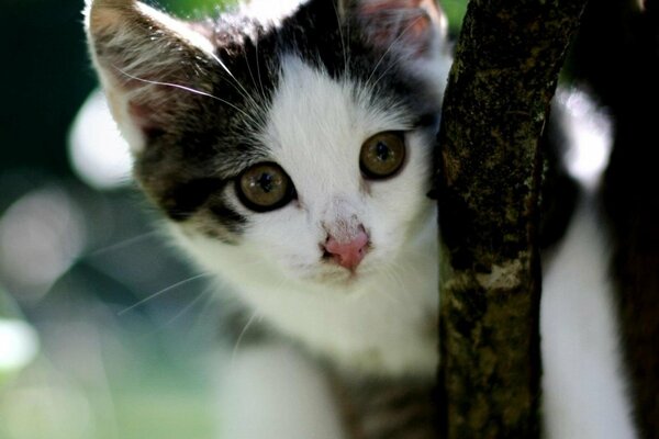 Linda cara de gato mirando desde un árbol