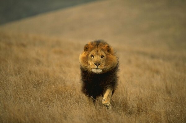 The King of the animals of the feline family