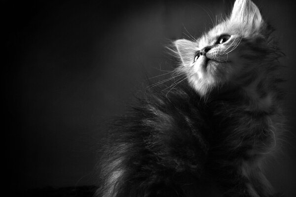 Black and white wallpaper with a kitten