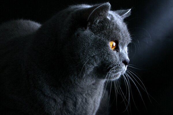 British cat in the dark