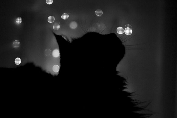 Silhouette of a cat in the night window