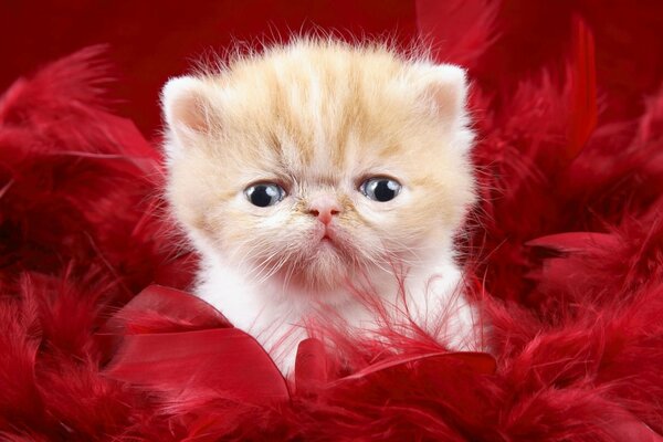 A picture of a white and red kitten in feathers