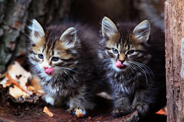 Fotos de gatitos con pelo marrón