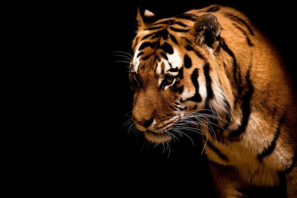 The languid gaze of a tiger from the darkness