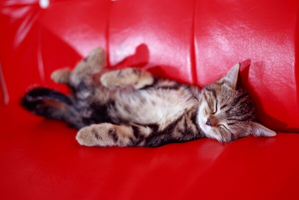 Котенок сладенько спит на красном диване