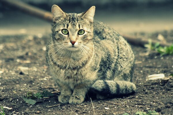 Un gato divertido construye sus ojos