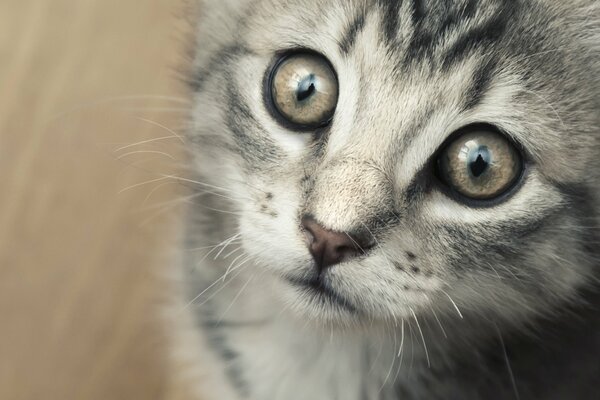 Verängstigtes Starren einer kleinen Katze