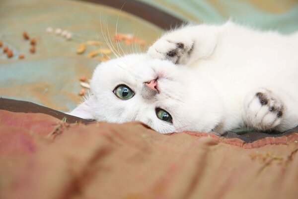 Lindo gato con glosas verdes