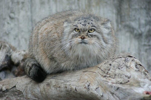 Beautiful, fluffy manul on a log