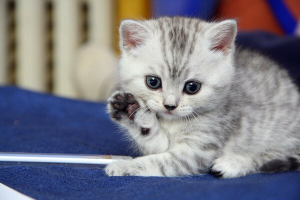 The friendliness of a small gray kitten