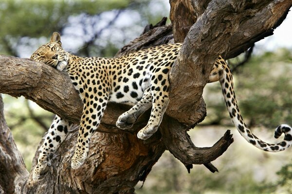 Cansado) en un enorme árbol entre las ramas, un leopardo se sentó a descansar
