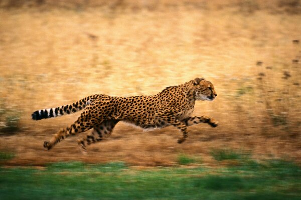 Cheetah with a long tail jumping on the grass