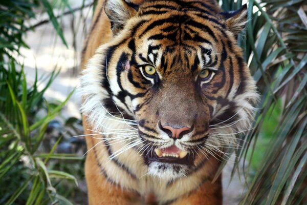 Imagen de un tigre malvado con la boca entreabierta