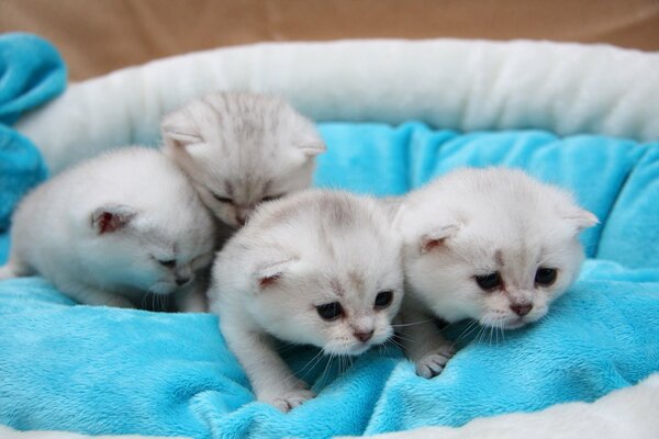 Little kittens crawling on the couch